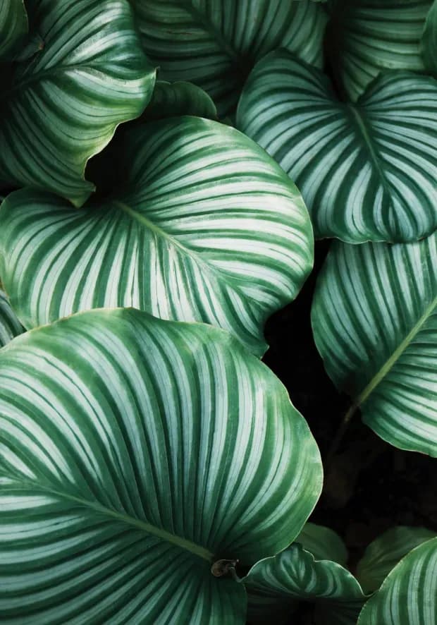 Green striped leaves close-up