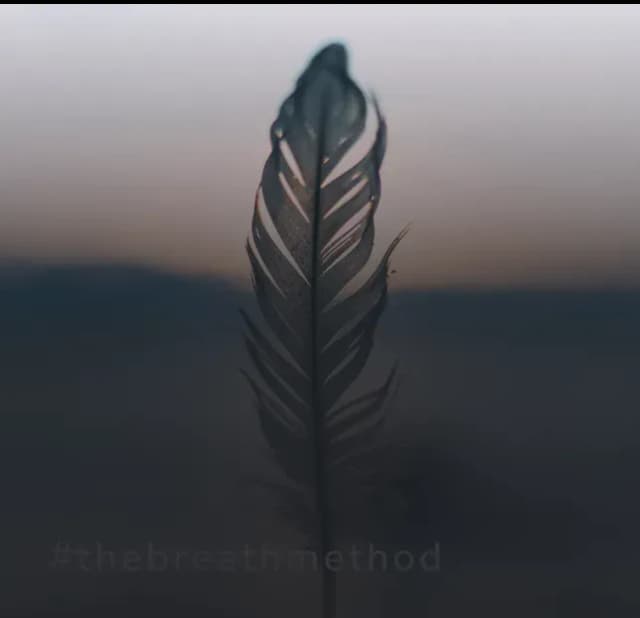 Feather silhouette against gradient background