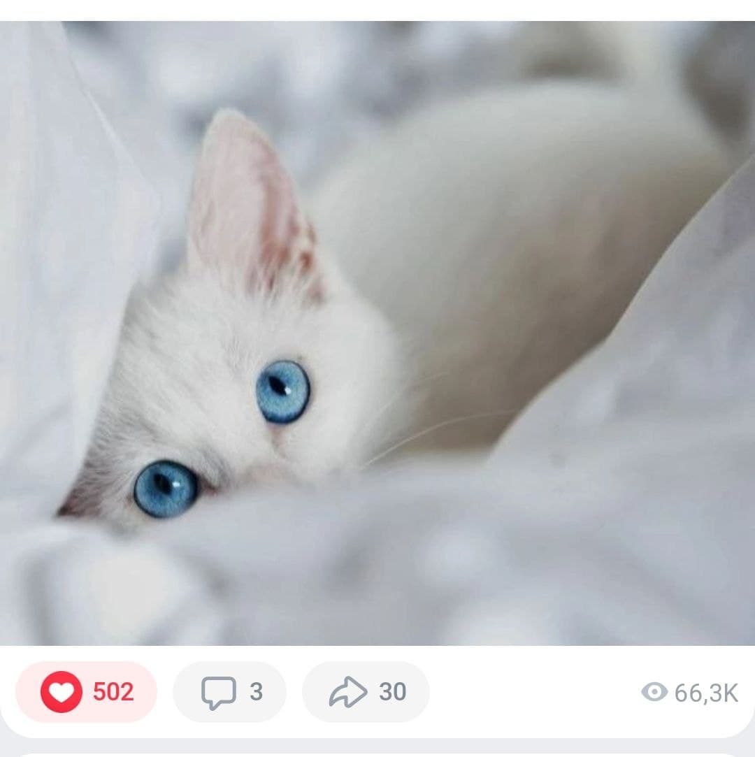 Reacting to pictures with cats