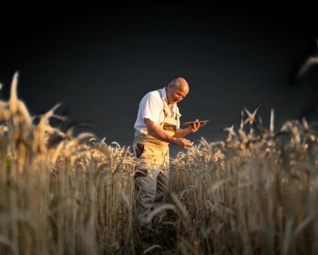 A man in a wheat field