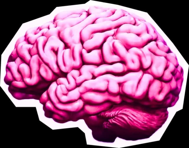 Pink brain illustration