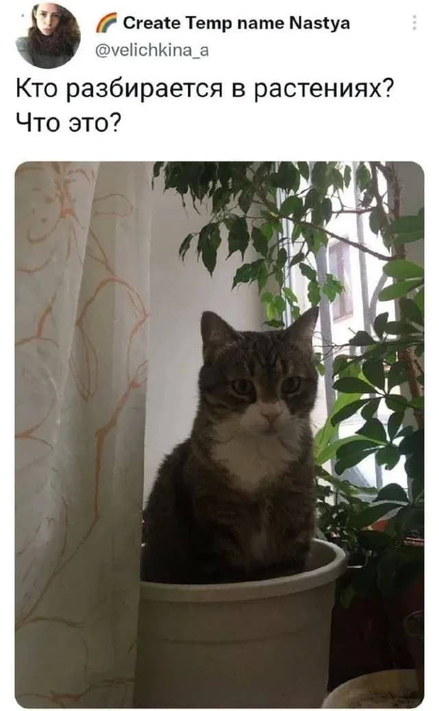 Мем с котом в горшке