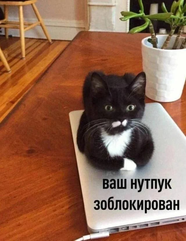 Котенок на ноутбуке