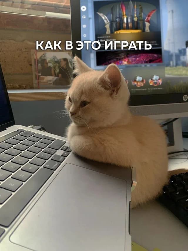 Котенок за ноутбуком