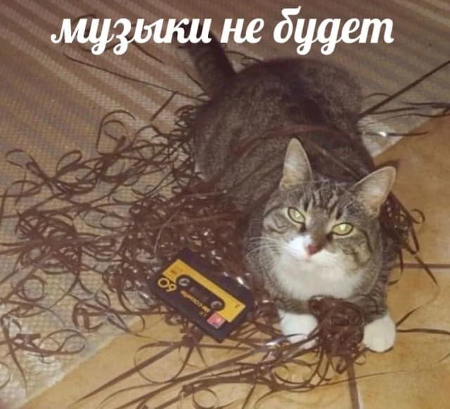 Кот в кассетной пленке