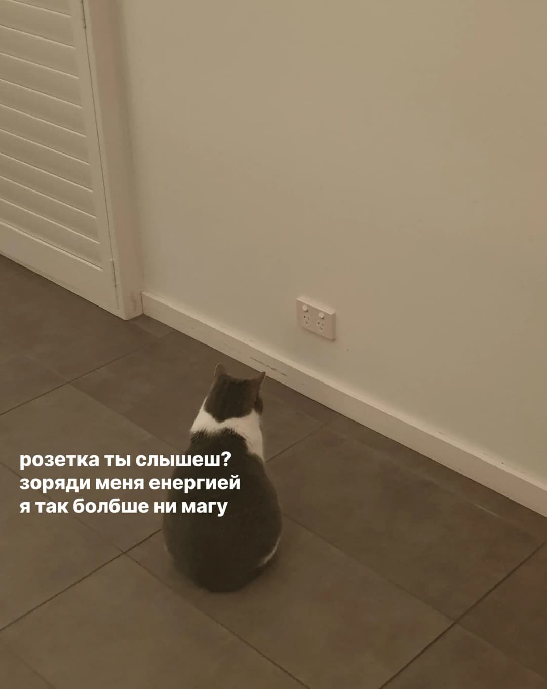 Кот разговаривает с розеткой