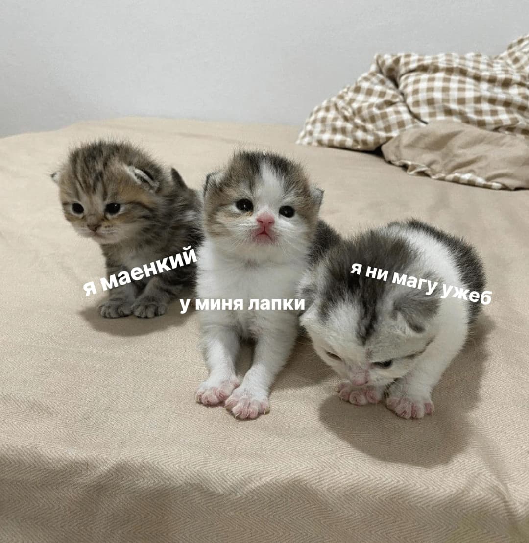 Три котенка