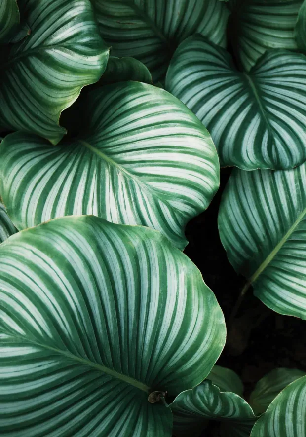 Green striped leaves close-up