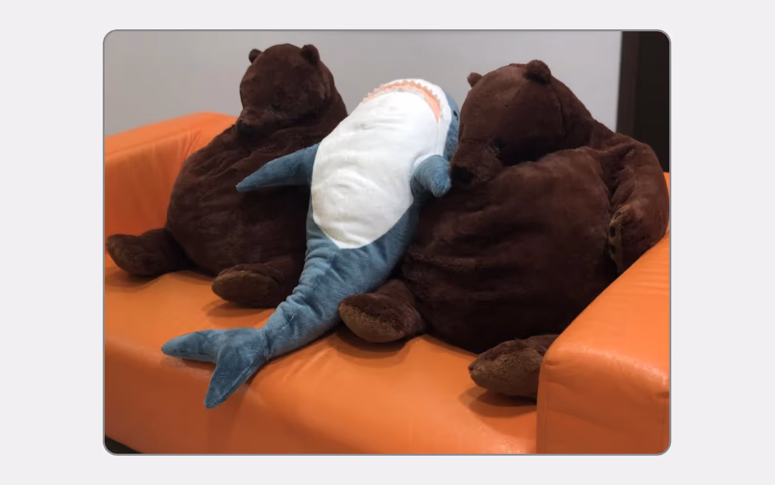 The shark and the bears