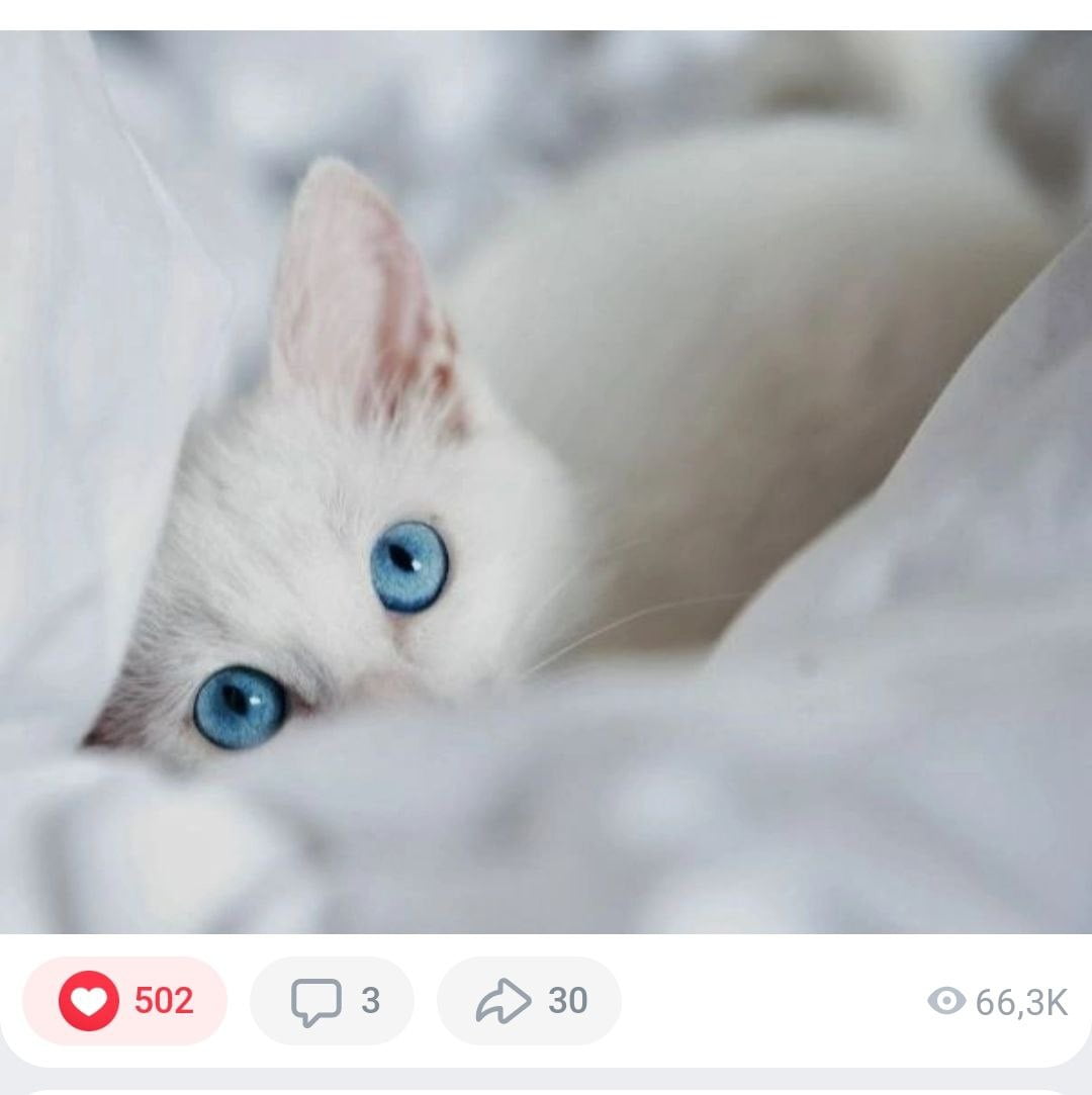 Белый котёнок с голубыми глазами выглядывает из постельного белья, снизу счётчики лайков и просмотров