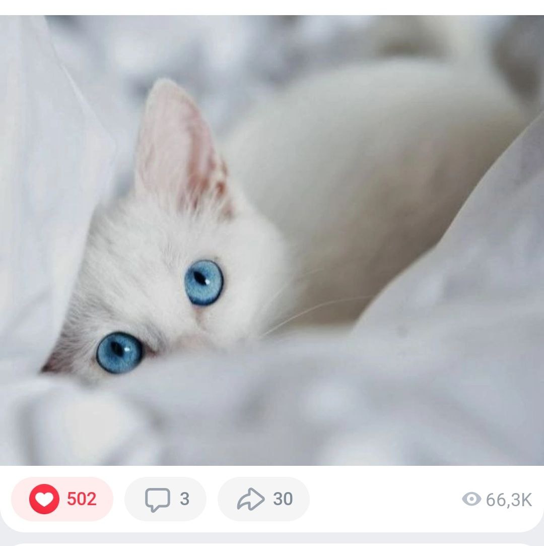 Reacting to pictures with cats