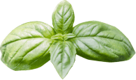 Grecha collage leaf